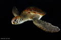   Green turtle Tenerife Island. Island  